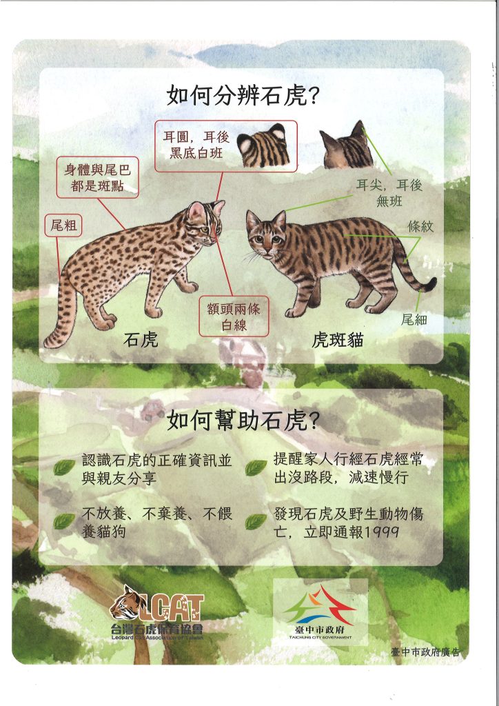 石虎保育宣導資料-分享石虎正確資訊攜手做保育-1 - 尚新聞 Sun News