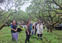 花蓮文旦受乾旱影響著果不良 花蓮縣政府邀集勘災小組現勘爭取天然災害現金救助